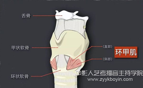 適度顫動兩側環(huán)甲肌法.jpg